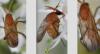 Megophthalmidia crassicornis